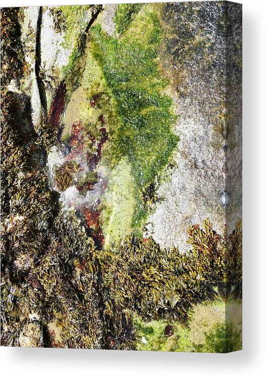 Tide Pool Abstract Canvas Print featuring the photograph Tide Pool Abstract by Mike Breau