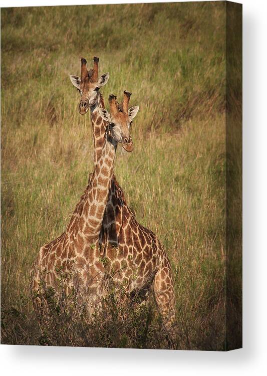 Giraffes Canvas Print featuring the photograph Togetherness by Kim Andelkovic