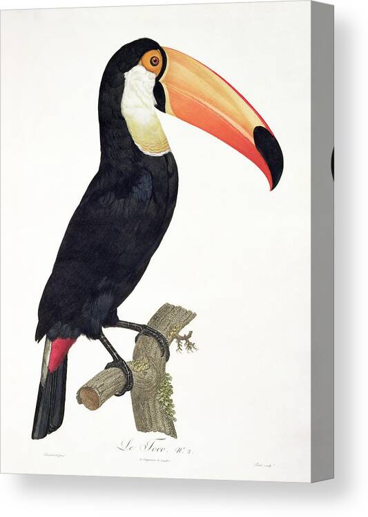 Toucan Canvas Print featuring the painting Toucan by Jacques Barraband