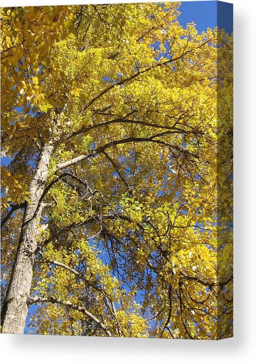 Yellow Tree Canvas Print featuring the photograph Tree 4 by Kim Grantier