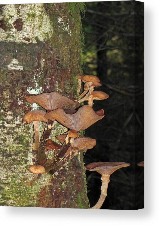 Tree Canvas Print featuring the photograph Tree with a Fungus by Tikvah's Hope