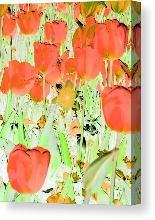 Tulip Canvas Print featuring the photograph Tulips - Field With Love - PhotoPower 1977 by Pamela Critchlow
