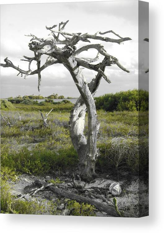 Beach Canvas Print featuring the photograph Twisted by Capt Pat Moran