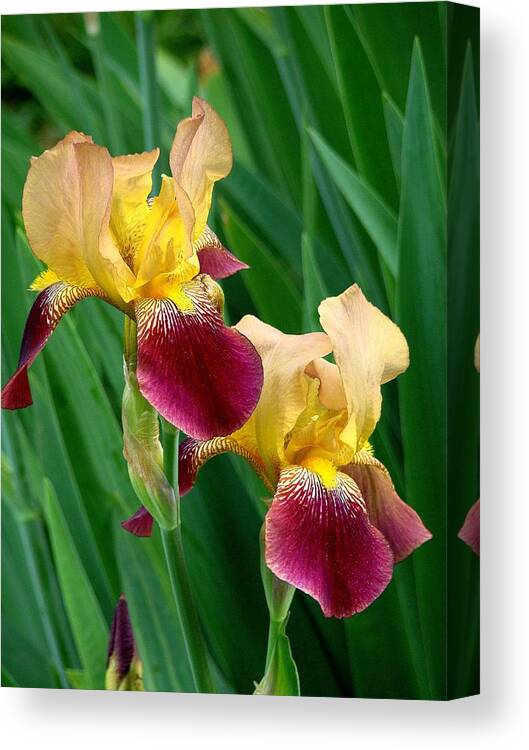 Fine Art Canvas Print featuring the photograph Two Iris by Rodney Lee Williams
