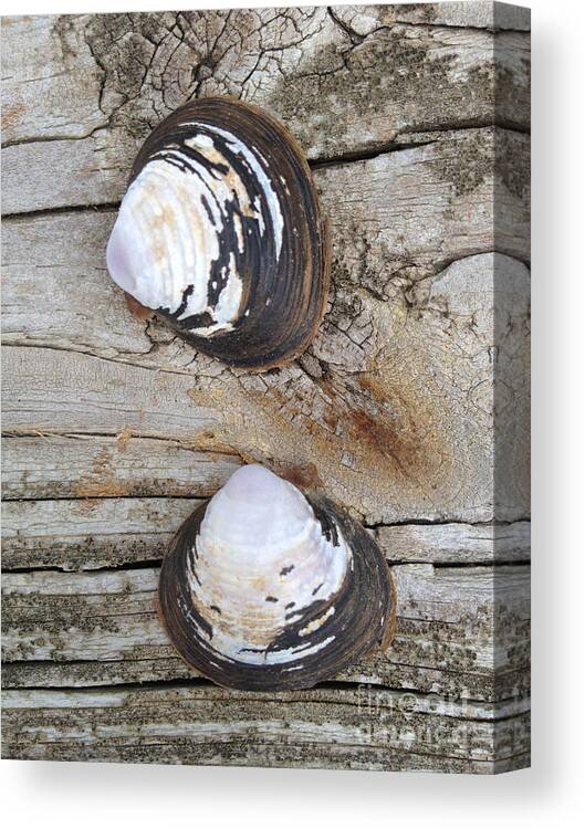 Shells Canvas Print featuring the photograph Two by M West