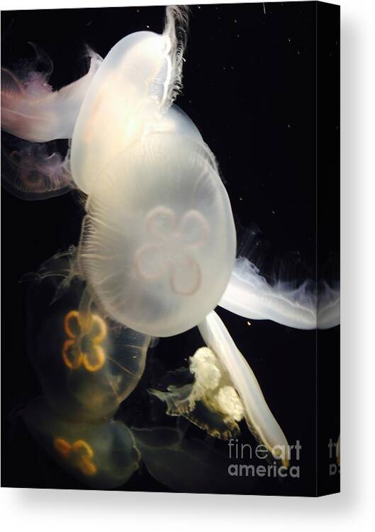 Jellyfish Canvas Print featuring the photograph Umbrella Jellyfish 1 Shot at Long Beach California Aquarium by Richard W Linford by Richard W Linford