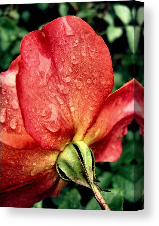 Dark Pink Canvas Print featuring the photograph Under the Blossom by Stephanie Hollingsworth