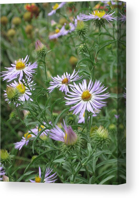 Asters Canvas Print featuring the photograph Uplifted Asters by Ron Monsour