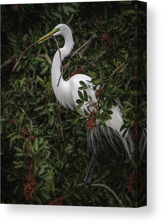 Birds Canvas Print featuring the photograph Venice Rookery Egret by Donald Brown