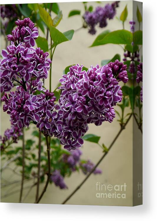 Violet Lilac Canvas Print featuring the photograph Violet Lilac by Christiane Schulze Art And Photography