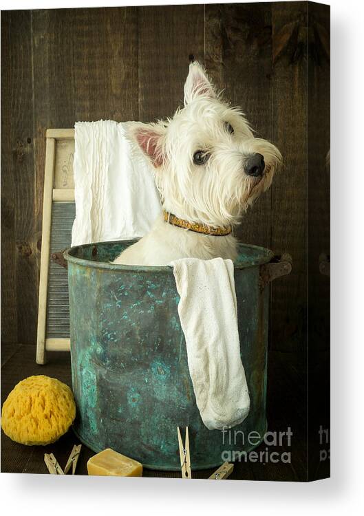 Dog Canvas Print featuring the photograph Wash Day by Edward Fielding