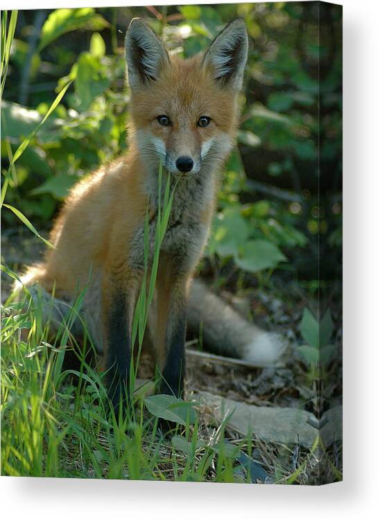 Young Fox   Taken In July Curious  Red Fox Canvas Print featuring the photograph Watchful by Sandra Updyke