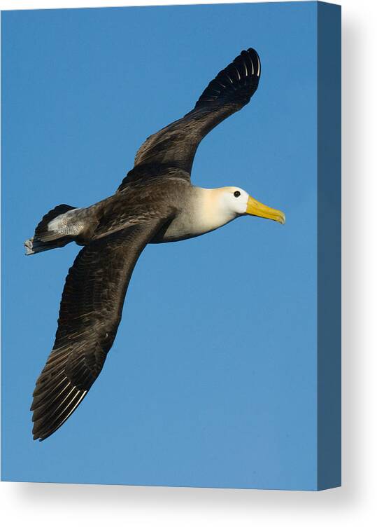 Photography Canvas Print featuring the photograph Waved Albatross Diomedea Irrorata by Panoramic Images