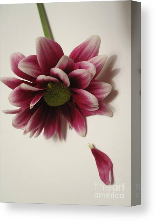Floral Canvas Print featuring the photograph When A Daisy Cries by Tara Shalton