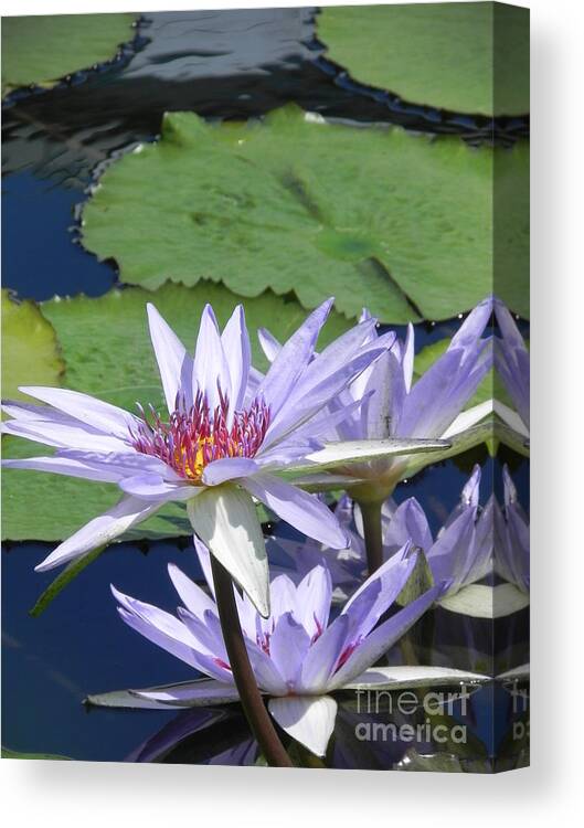 Photographs Canvas Print featuring the photograph White Lilies by Chrisann Ellis