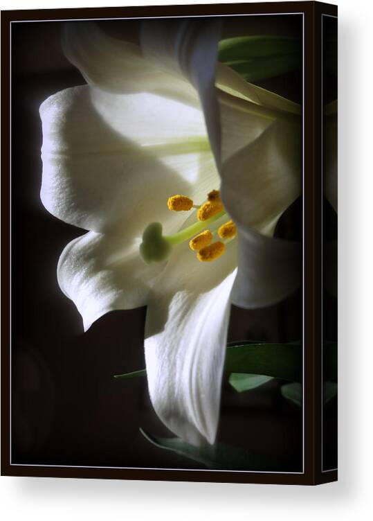 White Canvas Print featuring the photograph White Lily by Kay Novy