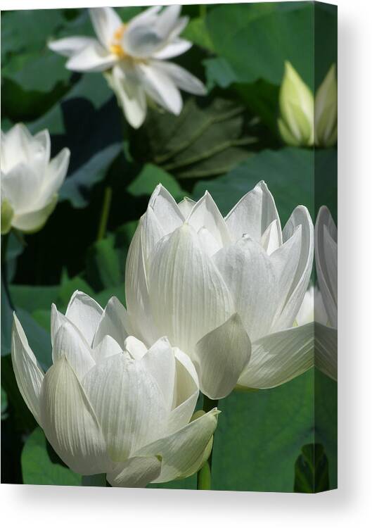 Lotus Canvas Print featuring the photograph White Lotus by Larry Knipfing