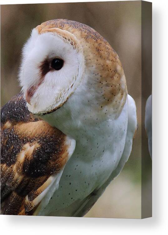 Barn Owl Canvas Print featuring the photograph Who Said That? by Randy Hall