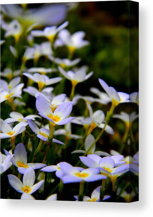 Wild Flowers Canvas Print featuring the photograph Wild Flowers by Andrea Galiffi