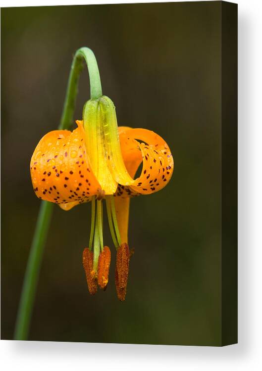 Flowers Canvas Print featuring the photograph Wild Tiger Lily by Paul DeRocker