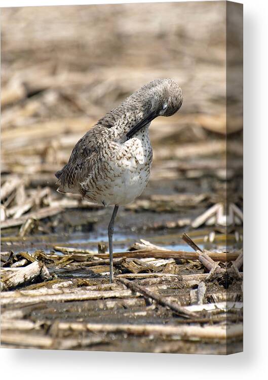 Jim Canvas Print featuring the photograph Willet by James Peterson