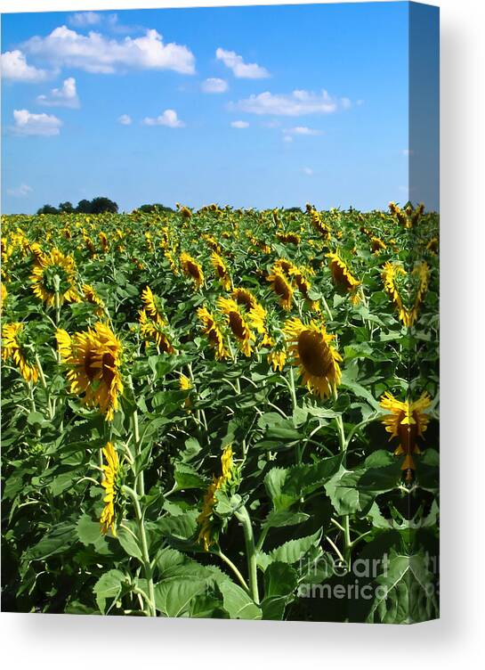 Sunflower Canvas Print featuring the photograph Windblown Sunflowers by Robert Frederick
