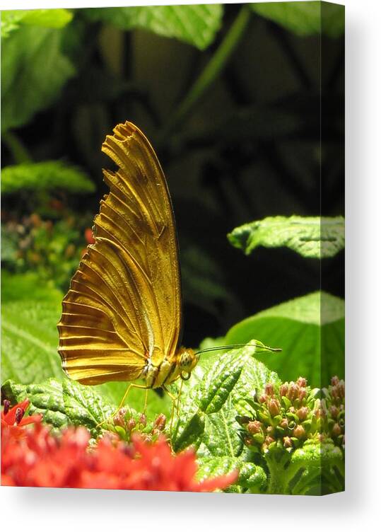 Wings Canvas Print featuring the photograph Wings of Gold by Jennifer Wheatley Wolf