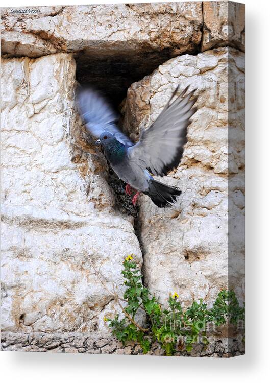 Peace Of Jerusalem Art Canvas Print featuring the painting Wings Of Peace by Constance Woods