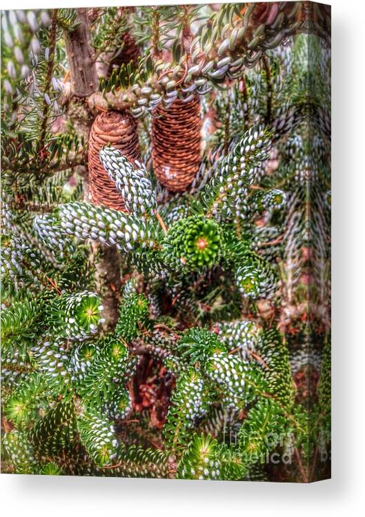 Winter Pine Canvas Print featuring the photograph Winter Pine  by Susan Garren