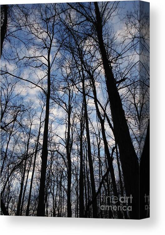 Towering Trees And Cotton Ball Clouds Canvas Print featuring the photograph Winter Trees and Cotton Ball Clouds 2 by Paddy Shaffer