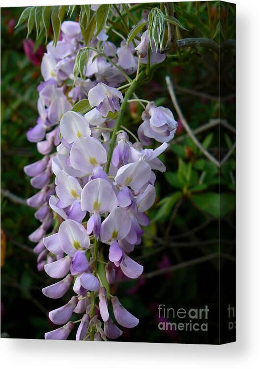 Wisteria Canvas Print featuring the photograph Wisteria Blossoms by MM Anderson