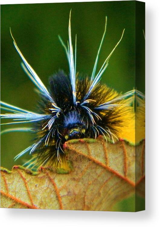 Nature Canvas Print featuring the photograph Woolly Bear Up Close by Gallery Of Hope 