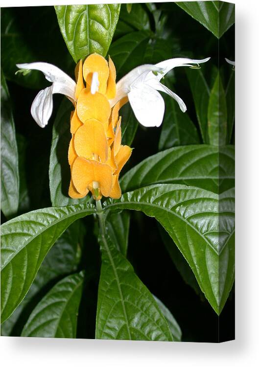 Justicia Brandegeeana Canvas Print featuring the photograph Yellow Shrimp Plant by Shane Bechler