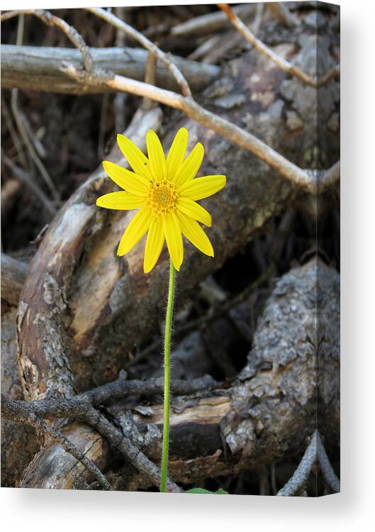Yellow Flower Canvas Print featuring the photograph Yellow Wildflower by Laurel Powell