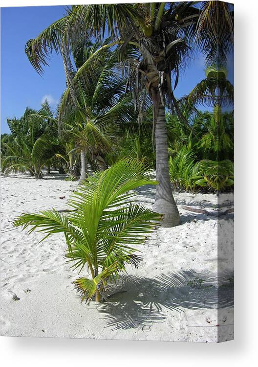 Arecaceae Canvas Print featuring the photograph Young Palm Tree by Tony Craddock/science Photo Library