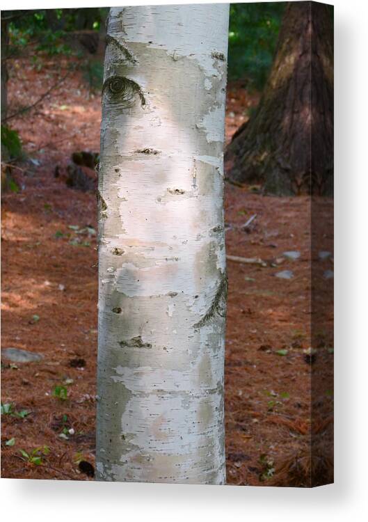 Birch Tree Canvas Print featuring the photograph Berkana by Azthet Photography