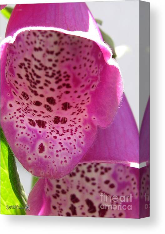 Digitalis Canvas Print featuring the photograph Digitalis from the Excelsior Mix #1 by J McCombie