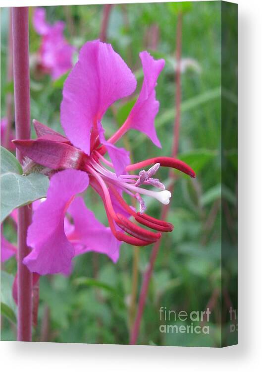 Flower Canvas Print featuring the photograph Encompass #1 by Holy Hands