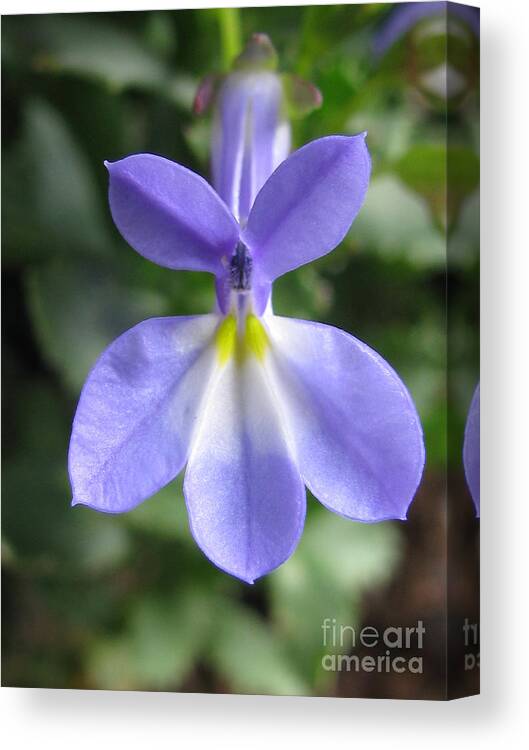 Flower Canvas Print featuring the photograph Loyal #1 by Holy Hands