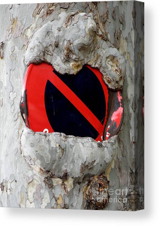 Tree Canvas Print featuring the photograph No Parking #1 by Lainie Wrightson