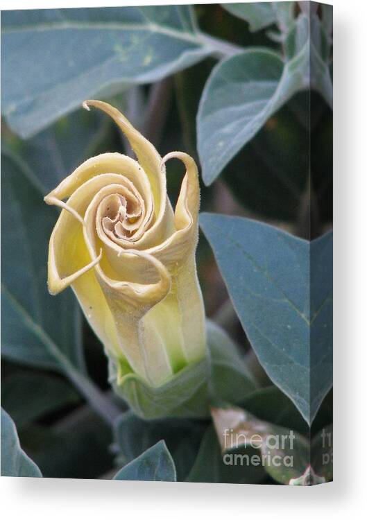 Sacred Datura Canvas Print featuring the photograph Sacred Datura by Michele Penner
