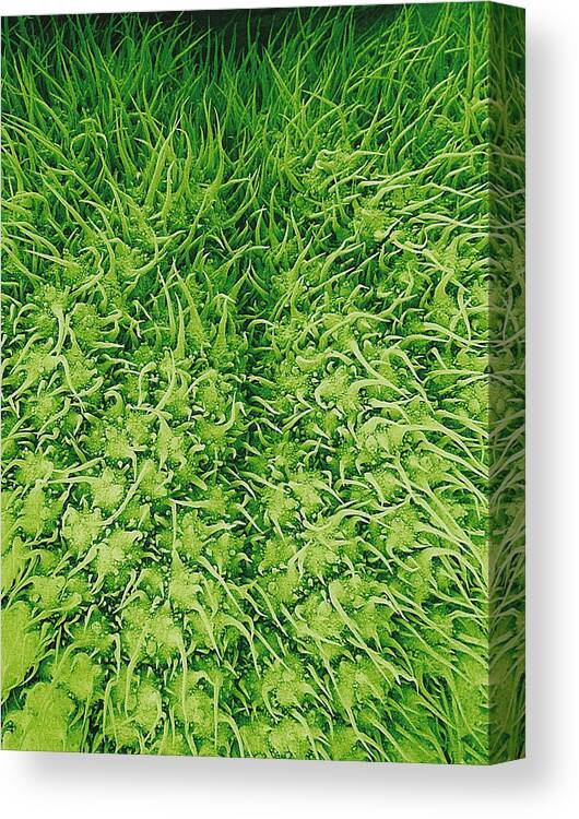 Stinging Nettle Canvas Print featuring the photograph Stinging Nettle Leaf, Sem #1 by Susumu Nishinaga