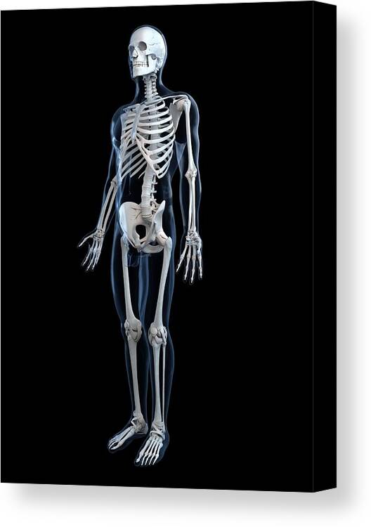 Vertical Canvas Print featuring the digital art Human Skeleton, Artwork #10 by Sciepro