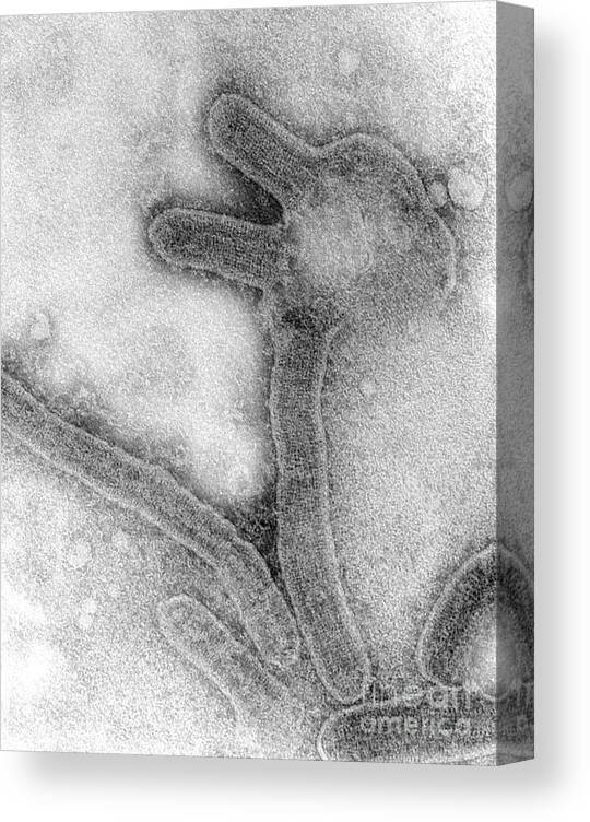 Marburg Canvas Print featuring the photograph Marburg Virus, Tem #10 by Science Source