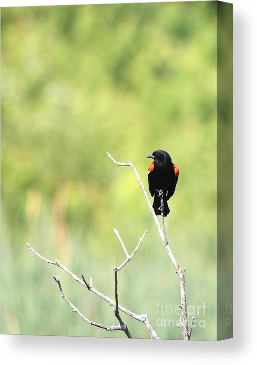 Nature Canvas Print featuring the photograph Red-winged Blackbird #10 by Jack R Brock