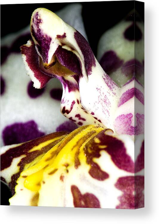 Orchid Canvas Print featuring the photograph Exotic Orchid Flower #14 by C Ribet
