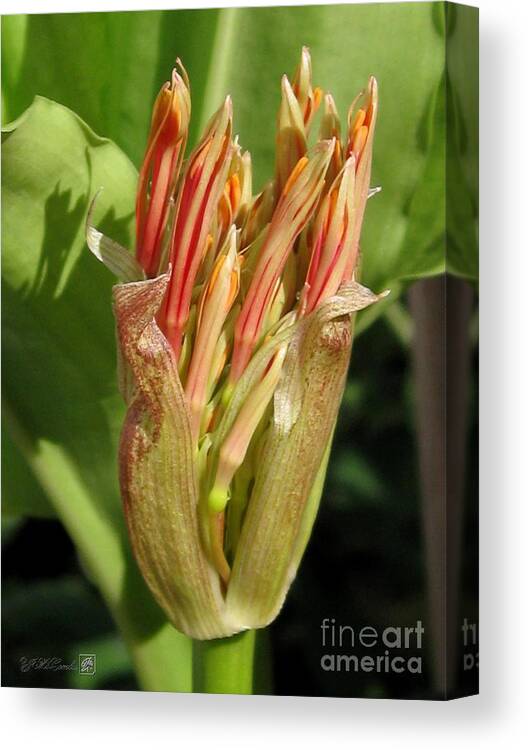 African Blood Lily Canvas Print featuring the photograph African Blood Lily or Fireball Lily #2 by J McCombie