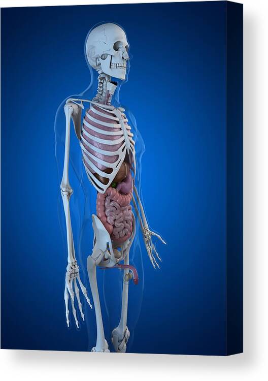 Vertical Canvas Print featuring the digital art Human Anatomy, Artwork #31 by Sciepro