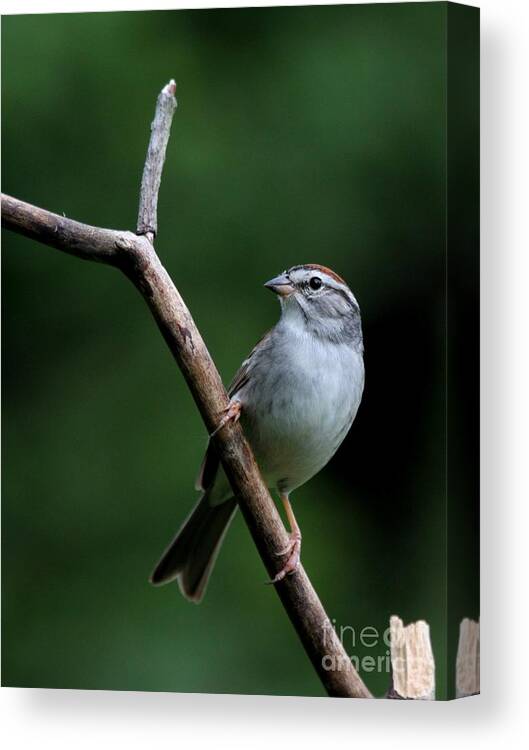 Nature Canvas Print featuring the photograph Chipping Sparrow #32 by Jack R Brock