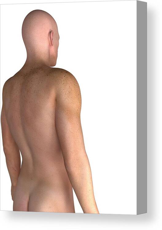 Vertical Canvas Print featuring the photograph Male Upper Body, Artwork #4 by Sciepro